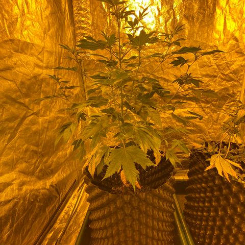 Unknown Strain growlog timeline photo