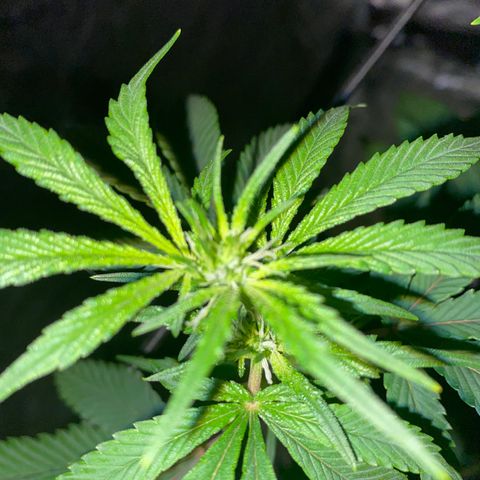 Unknown Strain growlog photo: Right hand side plant has been removed and taken down - placed in boveda jar to cure & dry