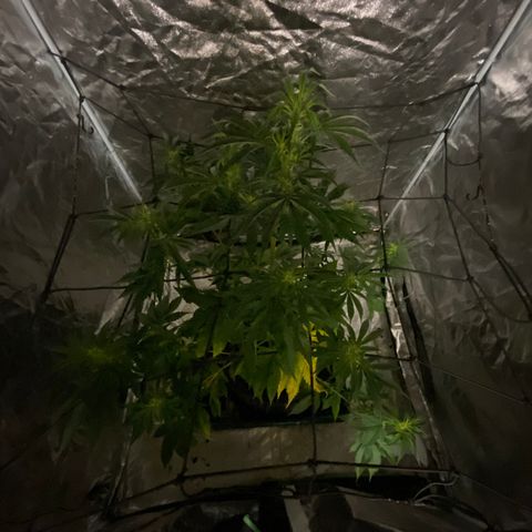Unknown Strain growlog timeline photo