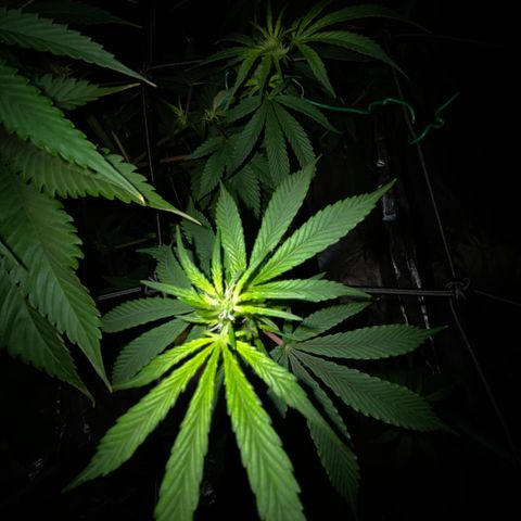 Unknown Strain growlog timeline photo