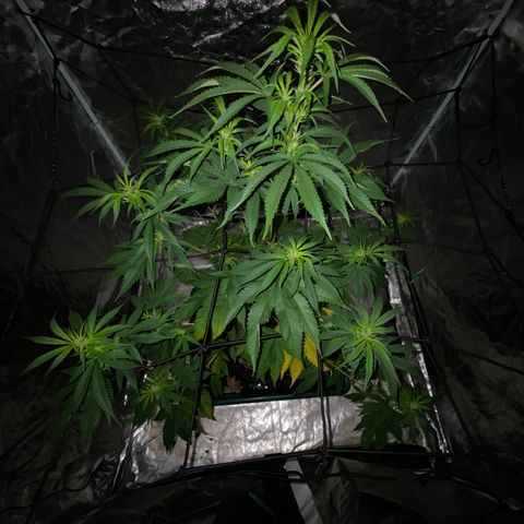 Unknown Strain growlog timeline photo