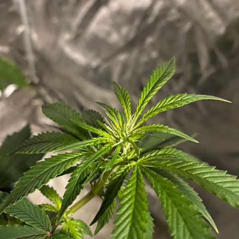 Unknown Strain growlog timeline photo