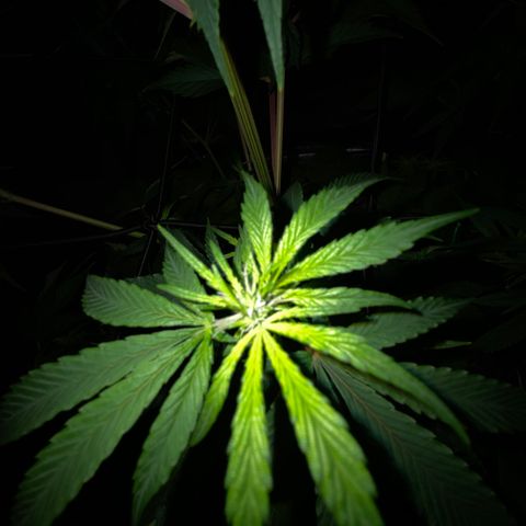 Unknown Strain growlog timeline photo