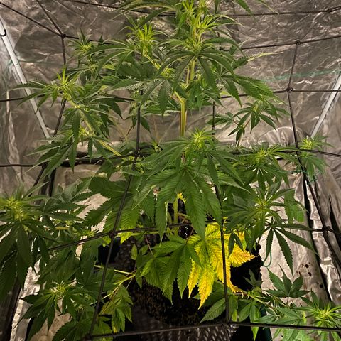 Unknown Strain growlog timeline photo