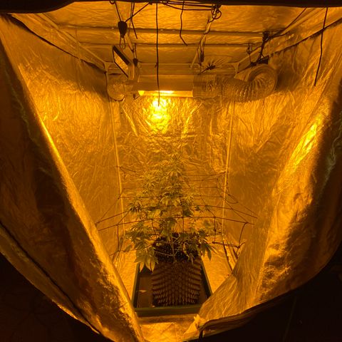 Unknown Strain growlog timeline photo