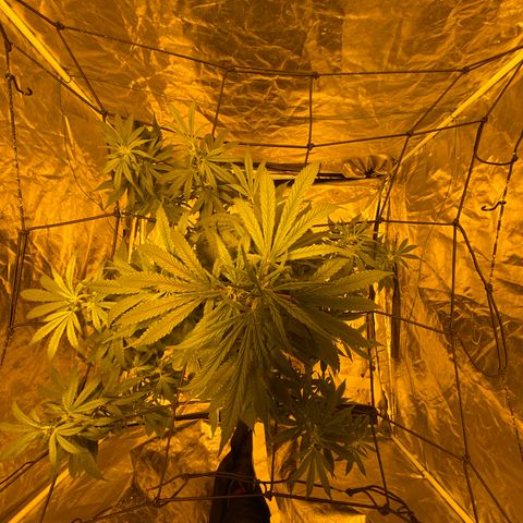 Unknown Strain growlog timeline photo