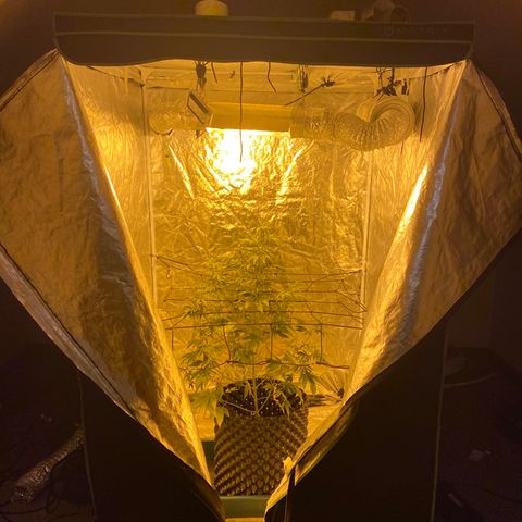 Unknown Strain growlog timeline photo