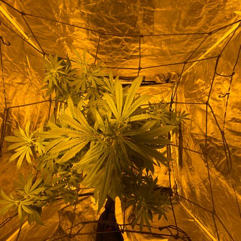 Unknown Strain growlog timeline photo