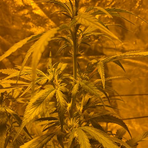 Unknown Strain growlog timeline photo