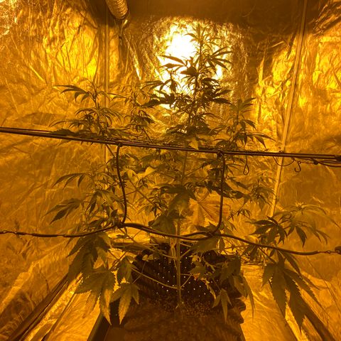 Unknown Strain growlog timeline photo