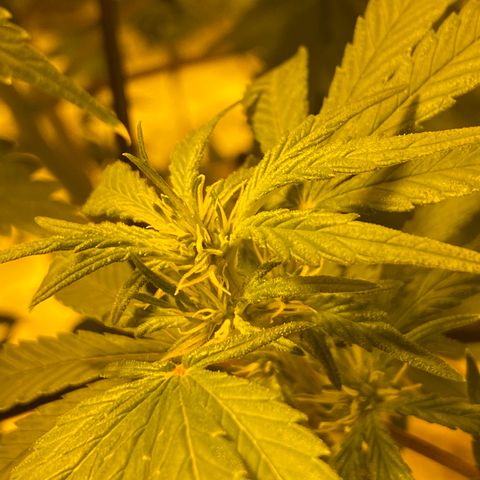 Unknown Strain growlog timeline photo