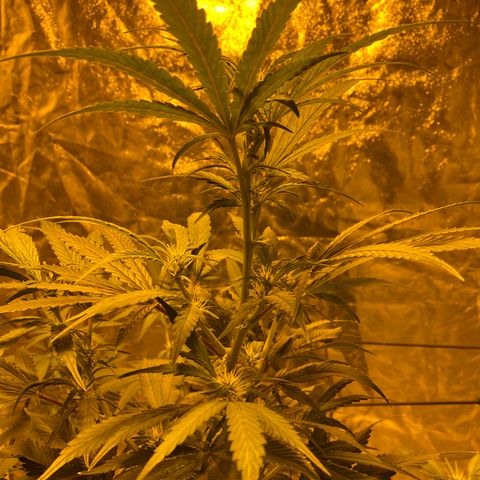 Unknown Strain growlog timeline photo