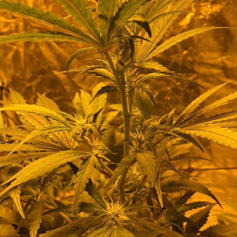 Unknown Strain growlog timeline photo