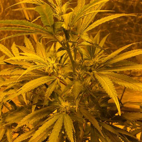 Unknown Strain growlog timeline photo
