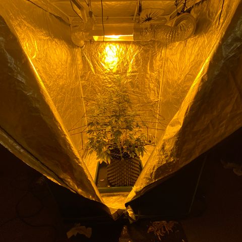 Unknown Strain growlog timeline photo