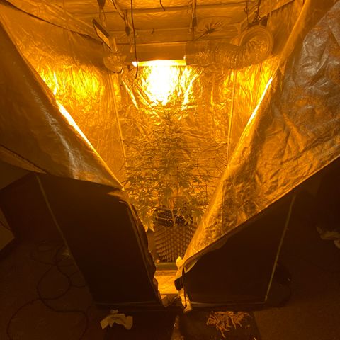 Unknown Strain growlog timeline photo