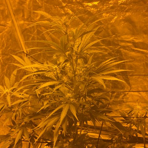 Unknown Strain growlog timeline photo