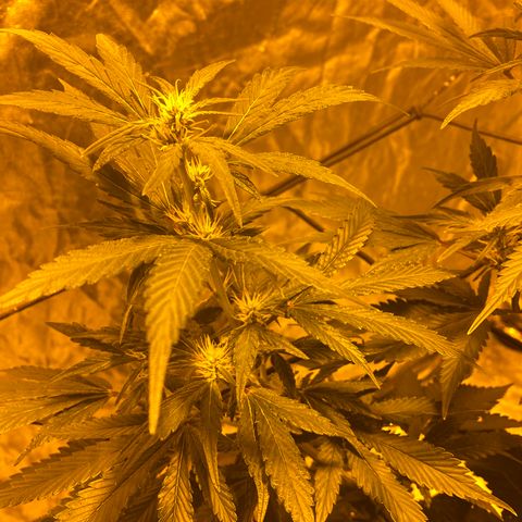 Unknown Strain growlog timeline photo