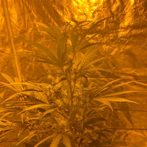 Unknown Strain growlog timeline photo