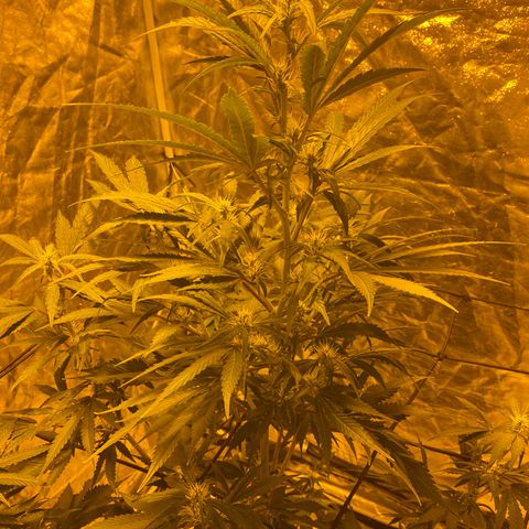 Unknown Strain growlog timeline photo