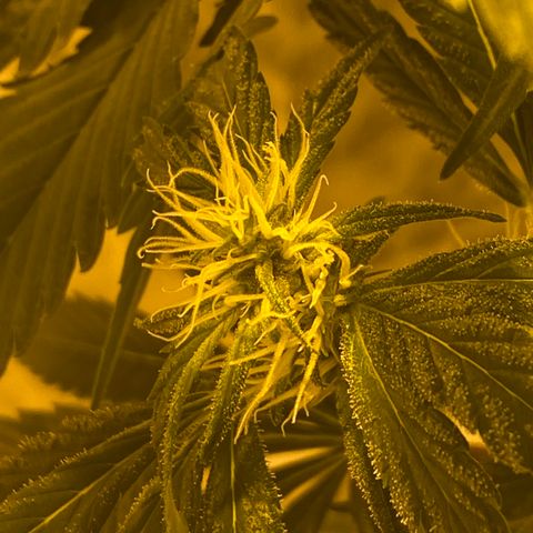 Unknown Strain growlog timeline photo