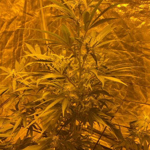 Unknown Strain growlog timeline photo