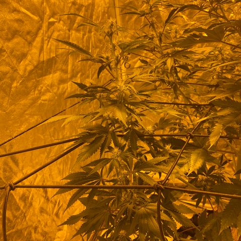 Unknown Strain growlog timeline photo
