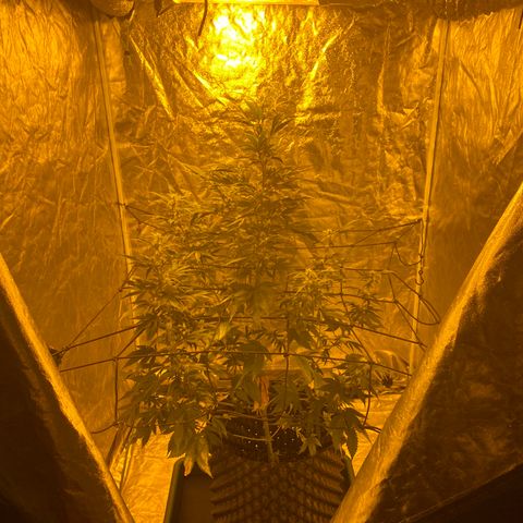 Unknown Strain growlog timeline photo