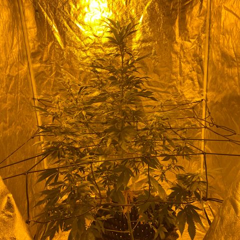 Unknown Strain growlog timeline photo