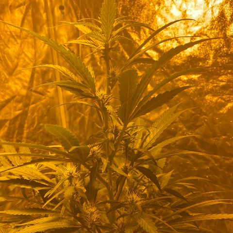 Unknown Strain growlog timeline photo
