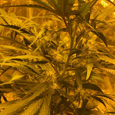Unknown Strain growlog timeline photo