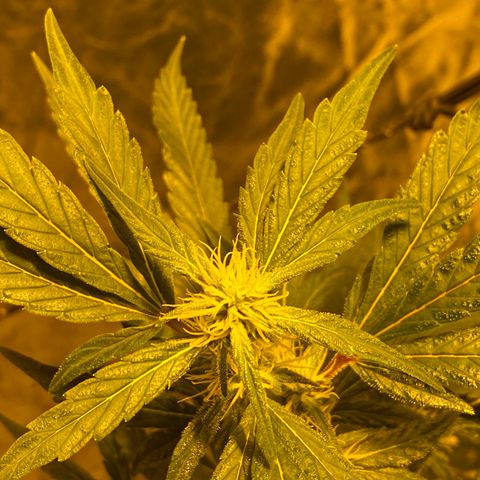 Unknown Strain growlog timeline photo