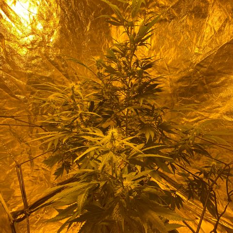 Unknown Strain growlog timeline photo