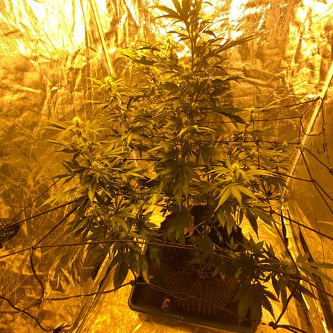 Unknown Strain growlog timeline photo