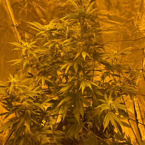 Unknown Strain growlog timeline photo