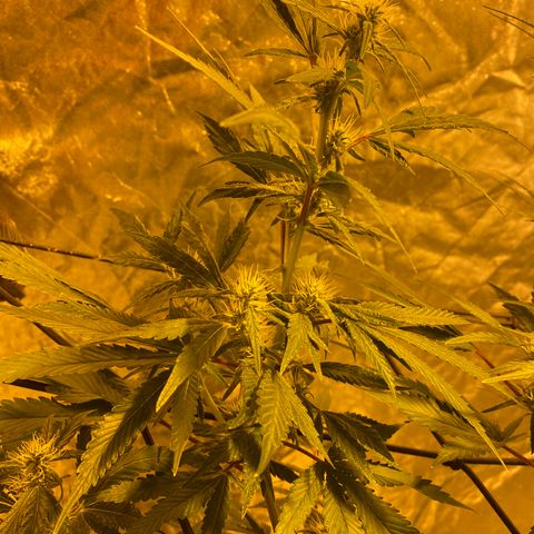 Unknown Strain growlog timeline photo