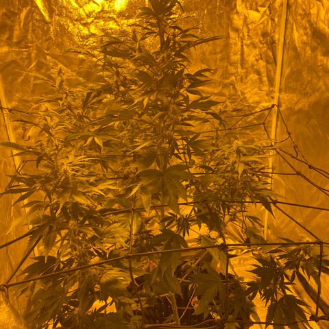 Unknown Strain growlog photo: Given PK 13/14 2ml, trained and moved back from the light, from tomorrow will be starting 2 weeks of big bud