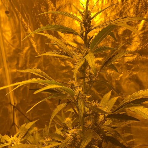 Unknown Strain growlog photo: Given PK 13/14 2ml, trained and moved back from the light, from tomorrow will be starting 2 weeks of big bud