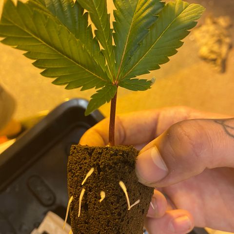 Unknown Strain growlog photo: Given PK 13/14 2ml, trained and moved back from the light, from tomorrow will be starting 2 weeks of big bud