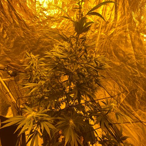 Unknown Strain growlog photo: Given PK 13/14 2ml, trained and moved back from the light, from tomorrow will be starting 2 weeks of big bud