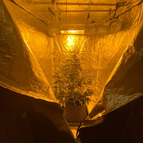 Unknown Strain growlog photo: Given PK 13/14 2ml, trained and moved back from the light, from tomorrow will be starting 2 weeks of big bud