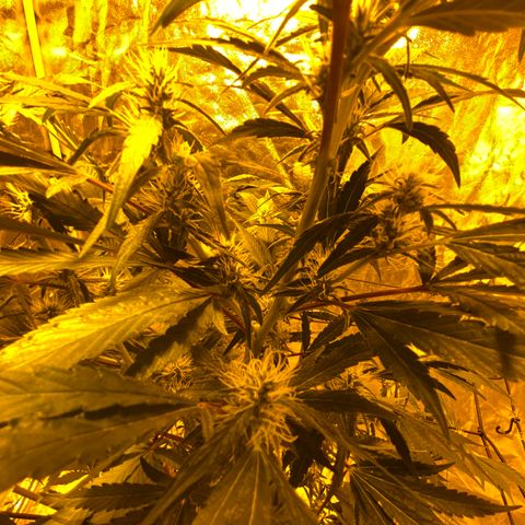 Unknown Strain growlog photo: Given PK 13/14 2ml, trained and moved back from the light, from tomorrow will be starting 2 weeks of big bud