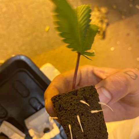 Unknown Strain growlog photo: Given PK 13/14 2ml, trained and moved back from the light, from tomorrow will be starting 2 weeks of big bud
