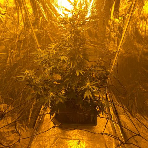 Unknown Strain growlog timeline photo