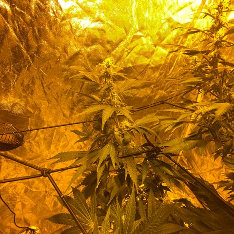 Unknown Strain growlog timeline photo