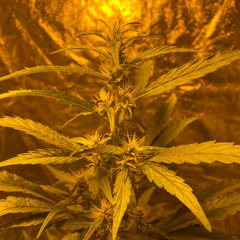 Unknown Strain growlog timeline photo