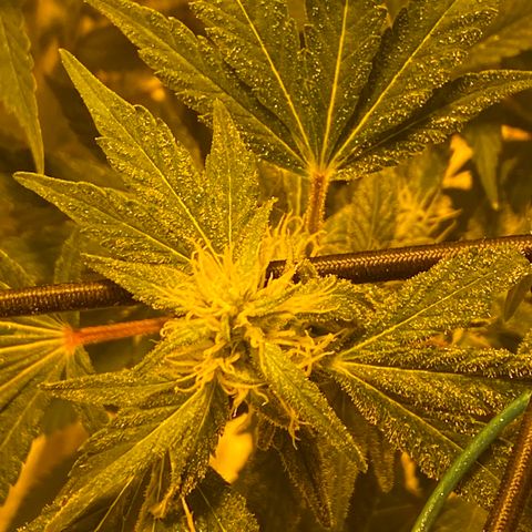 Unknown Strain growlog timeline photo