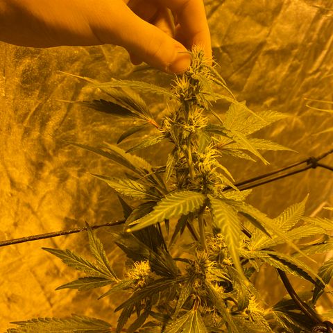 Unknown Strain growlog timeline photo