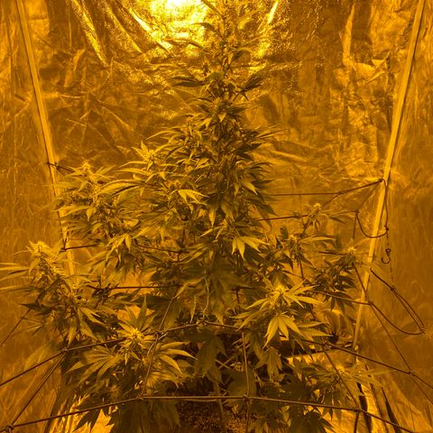 Unknown Strain growlog timeline photo