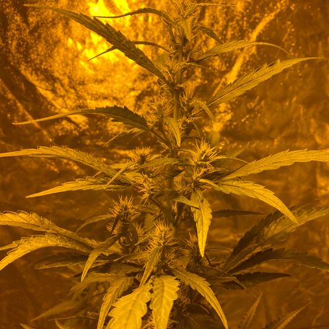 Unknown Strain growlog timeline photo
